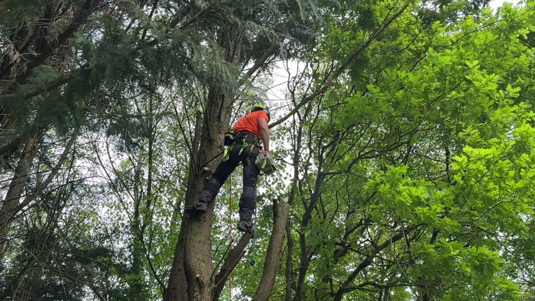 How Our Tree Care Process Works  in Cedar Glen Lakes, NJ